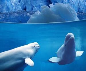 Puzzle Beluga φάλαινα είναι ένα είδος οδοντωτού οικογένεια που ζει Monodontidae στην Αρκτική και στις παρακείμενες.